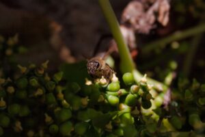 加齢臭を抑えるために効果的な食べ物は？