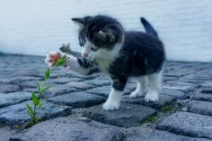 モテる体臭を手に入れるための食事に鶏むねは効果的なの？