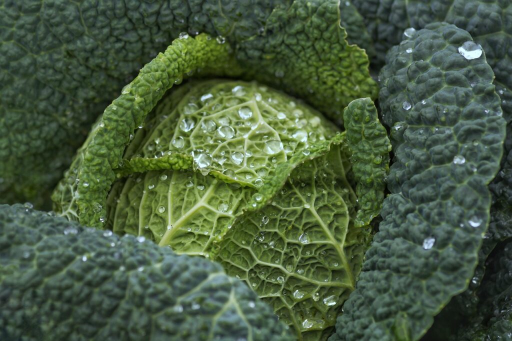 体臭が悪化する食べ物はジャンクフードだけなのか？